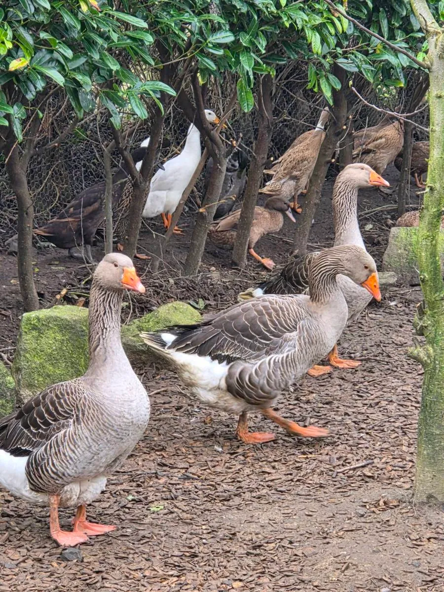 Quad of geese - Image 3