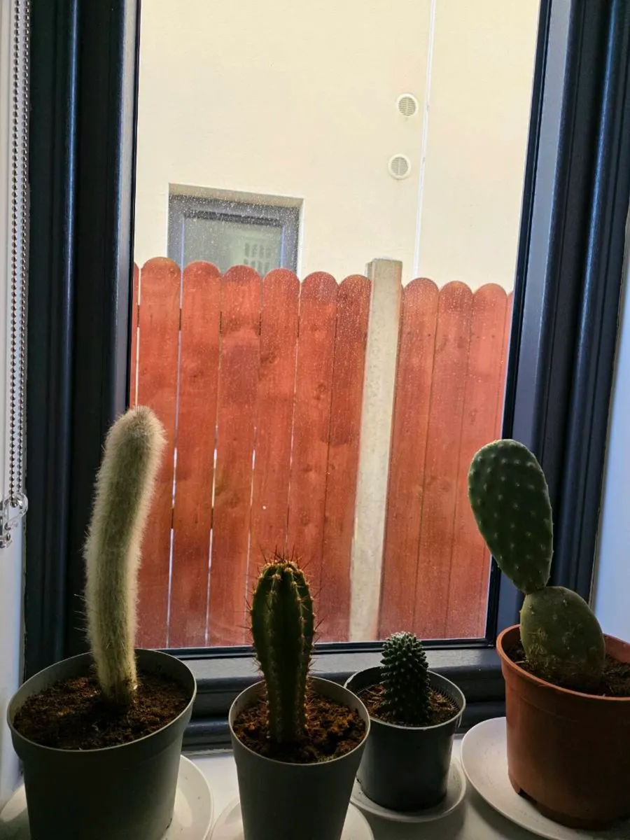 Cacti from Cyprus - Image 1