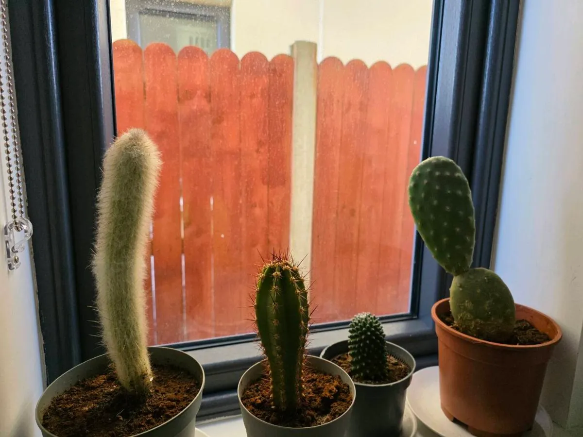 Cacti from Cyprus - Image 2