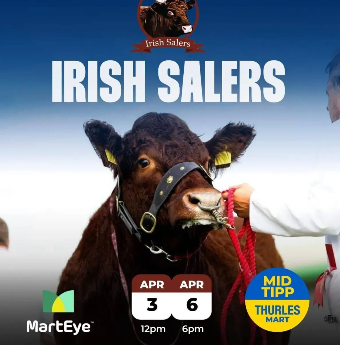 Irish Salers Timed Online Auction Bulls & Heifers - Image 1