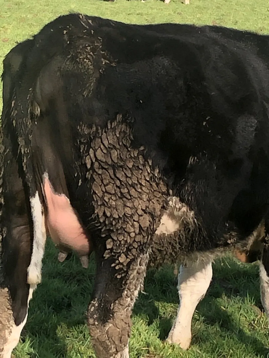 Freisan  in calf heifers - Image 1