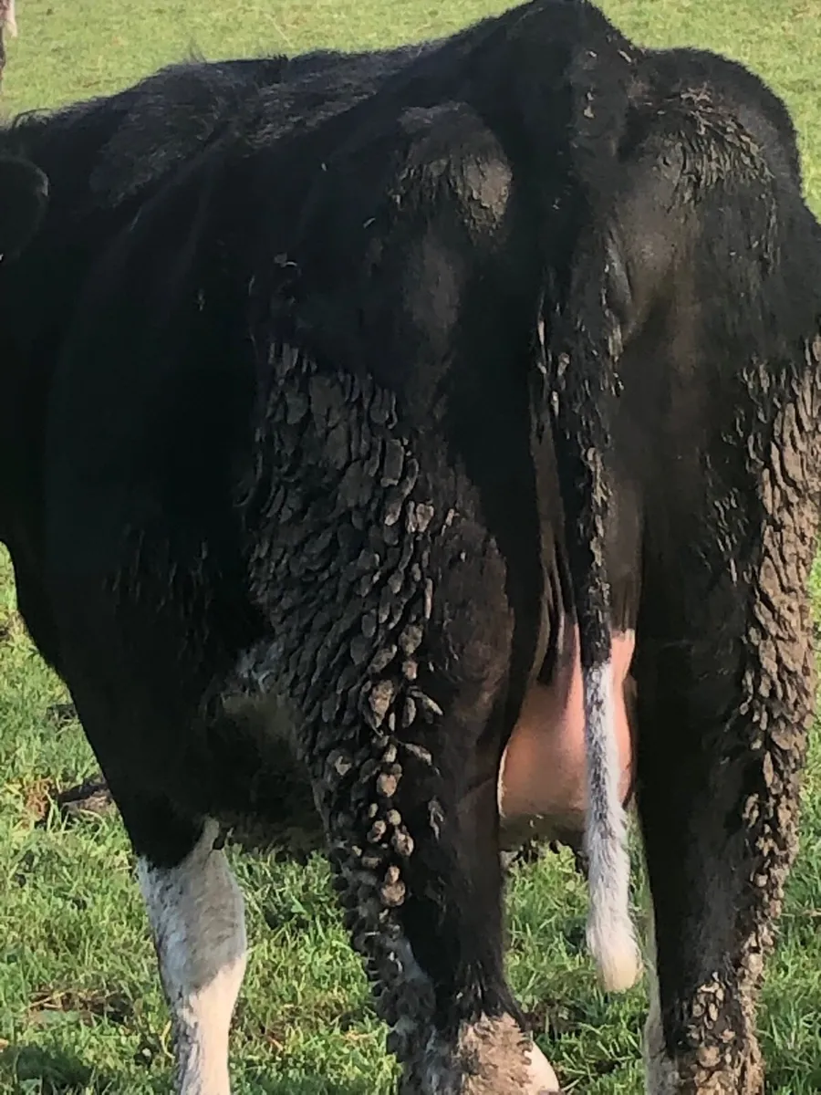 Freisan  in calf heifers - Image 2