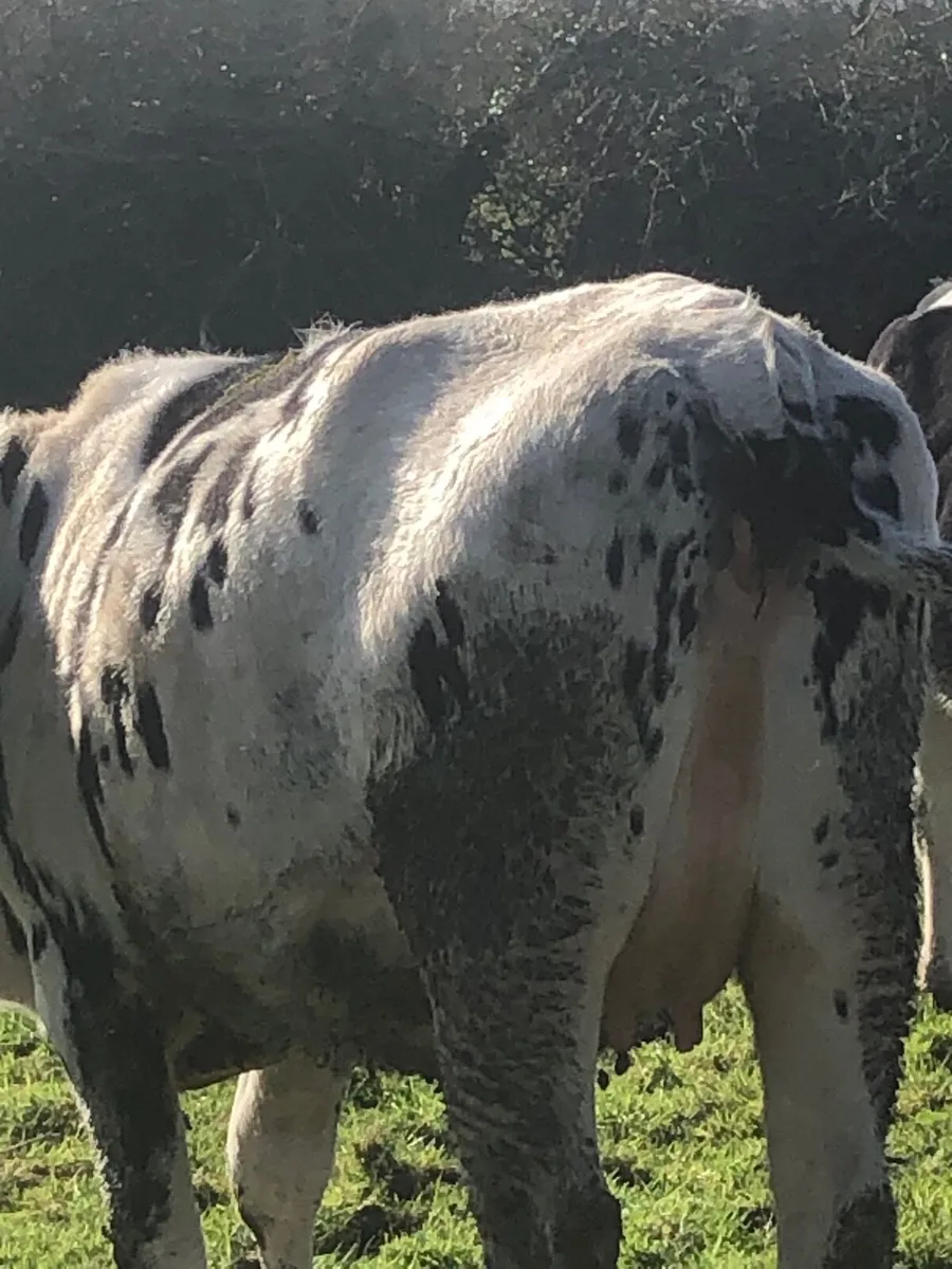 Freisan  in calf heifers - Image 4