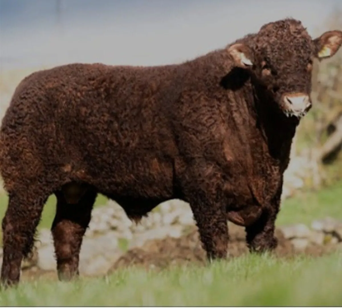 Irish Salers Timed Online Auction Bulls & Heifers - Image 2