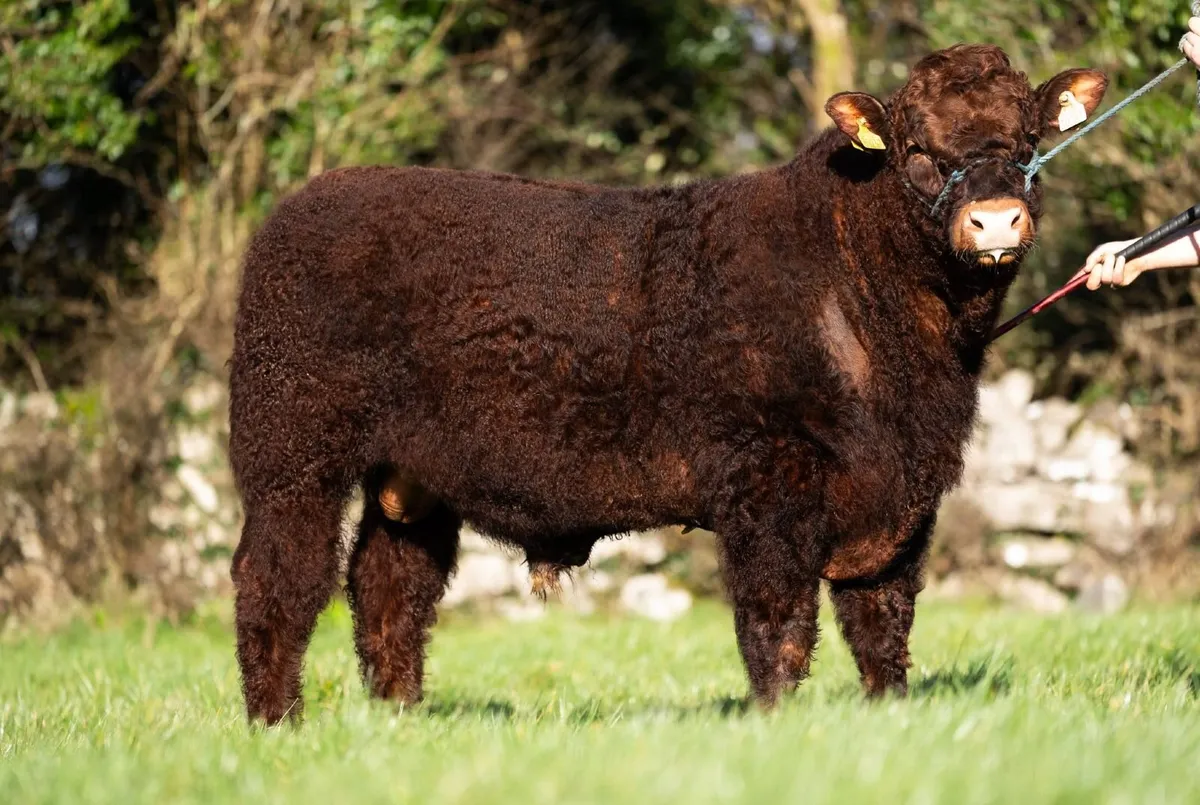 Irish Salers Timed Online Auction Bulls & Heifers - Image 3
