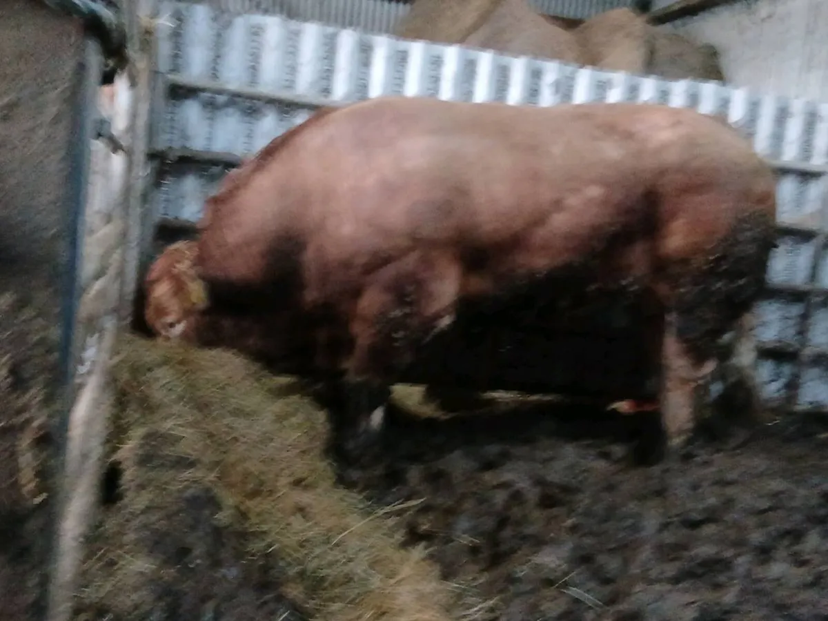 Pbr limousin bull - Image 3