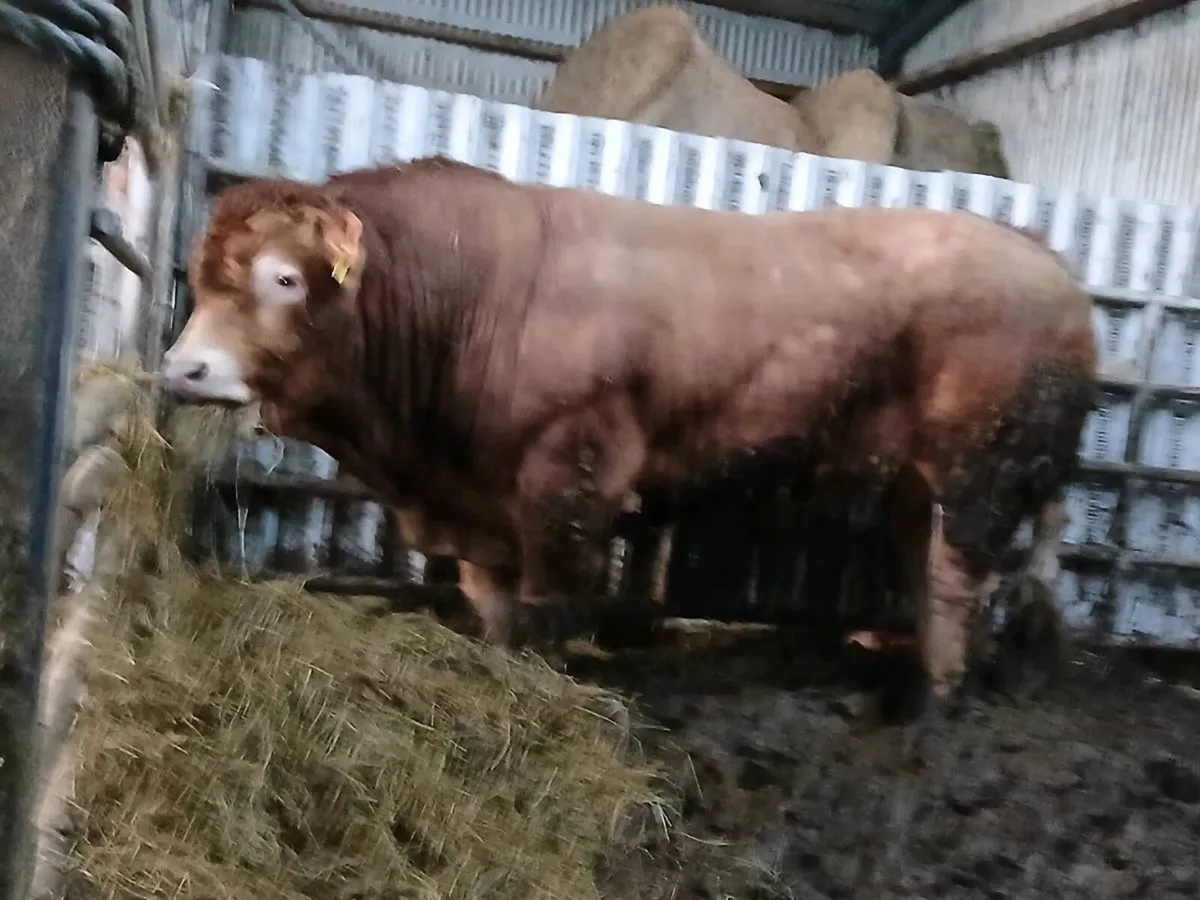 Pbr limousin bull - Image 4