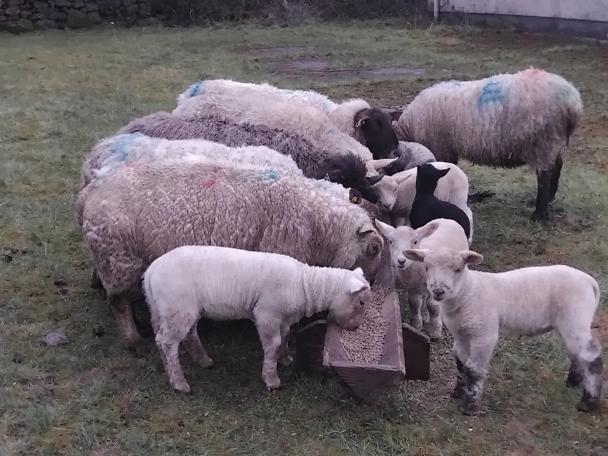 Young ewes with strong lambs - Image 1
