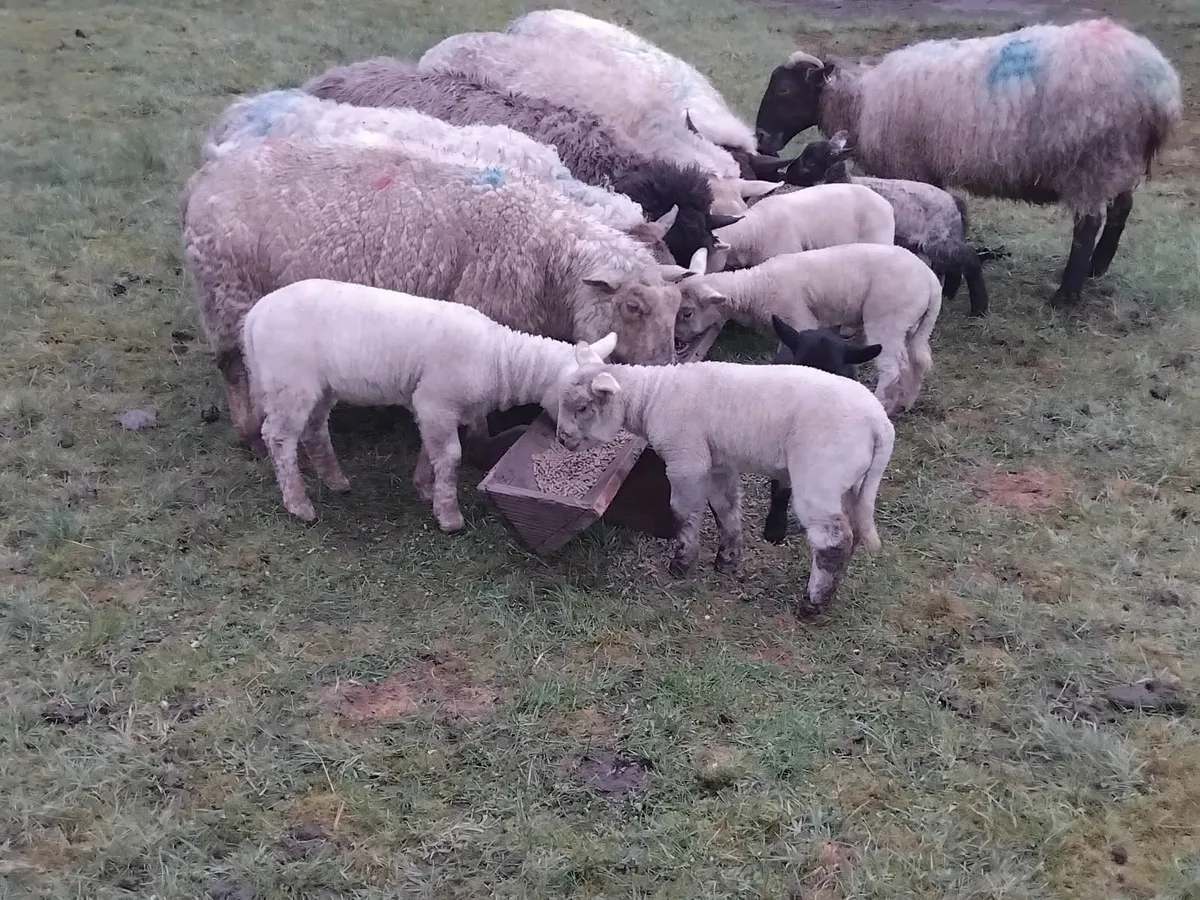 Young ewes with strong lambs - Image 2