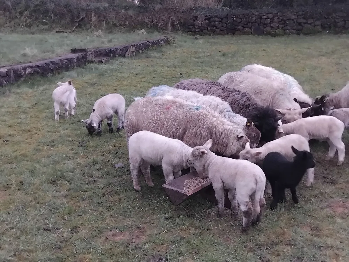 Young ewes with strong lambs - Image 3