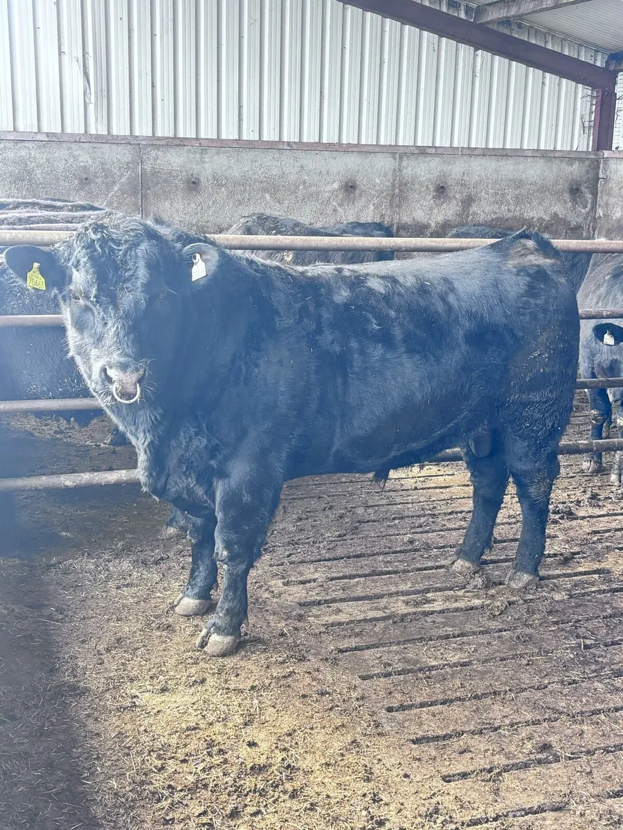 Aberdeen Angus bull - Image 1