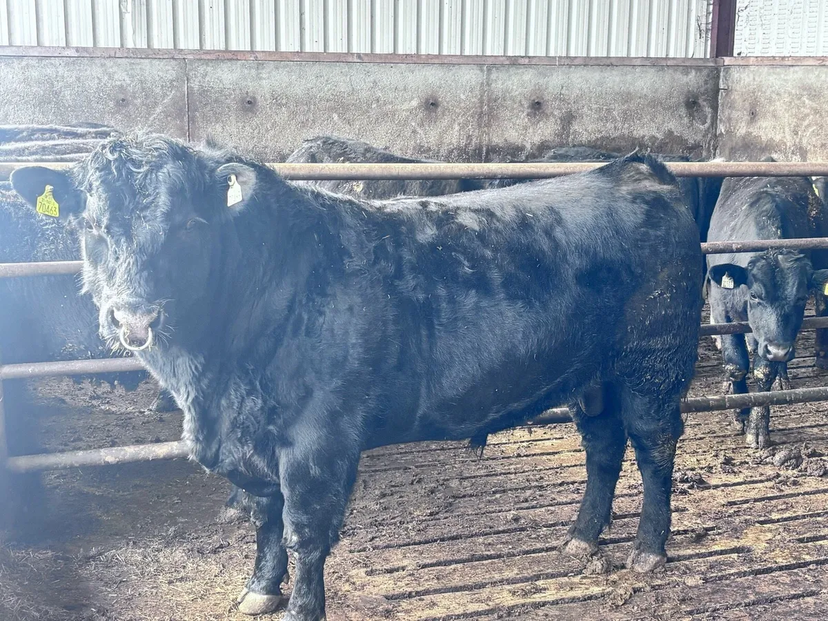 Aberdeen Angus bull - Image 2