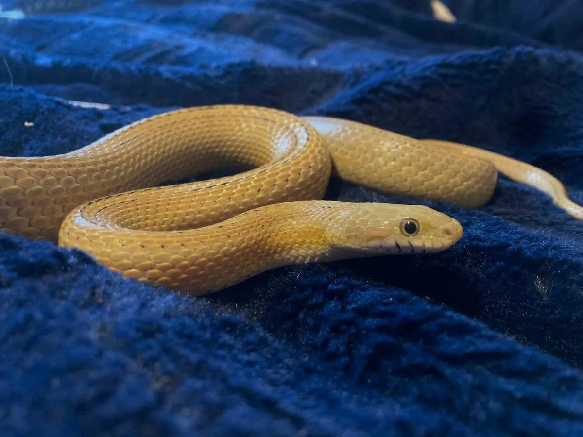 Caramel CornSnake - Image 1