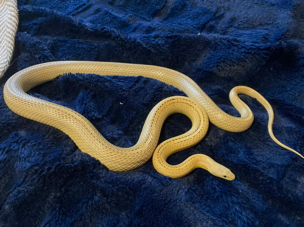 Caramel CornSnake - Image 2