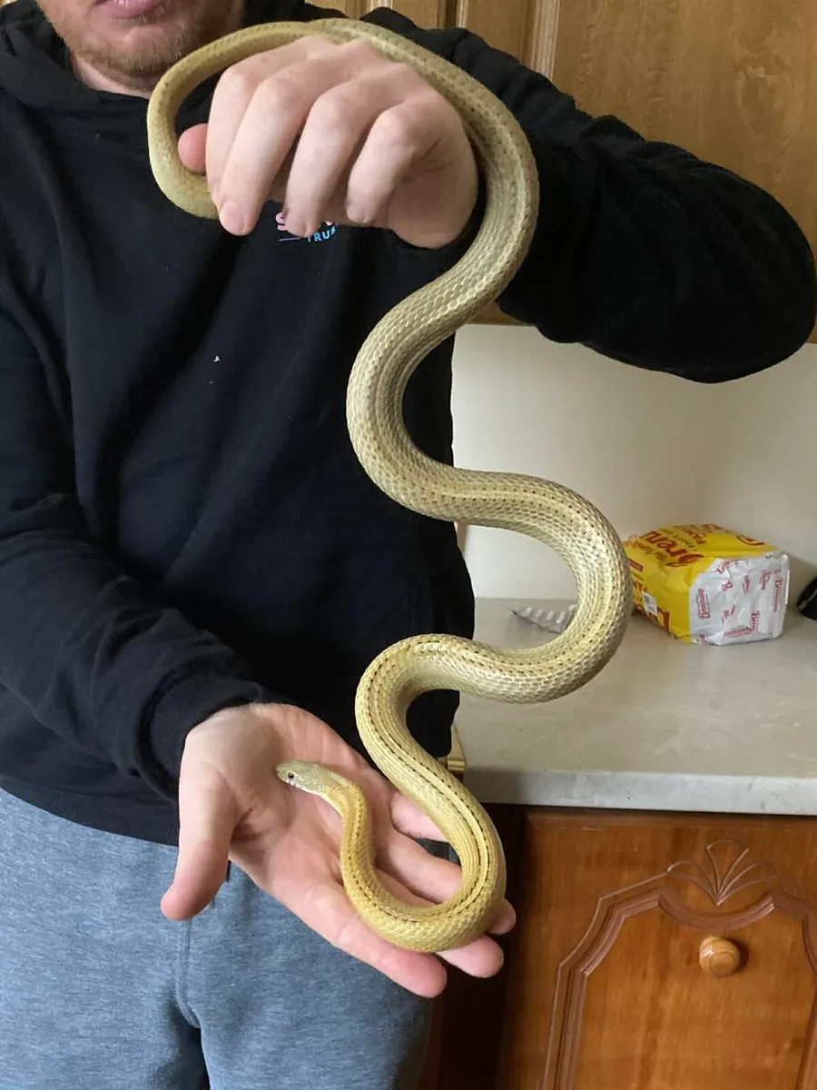 Caramel CornSnake - Image 3