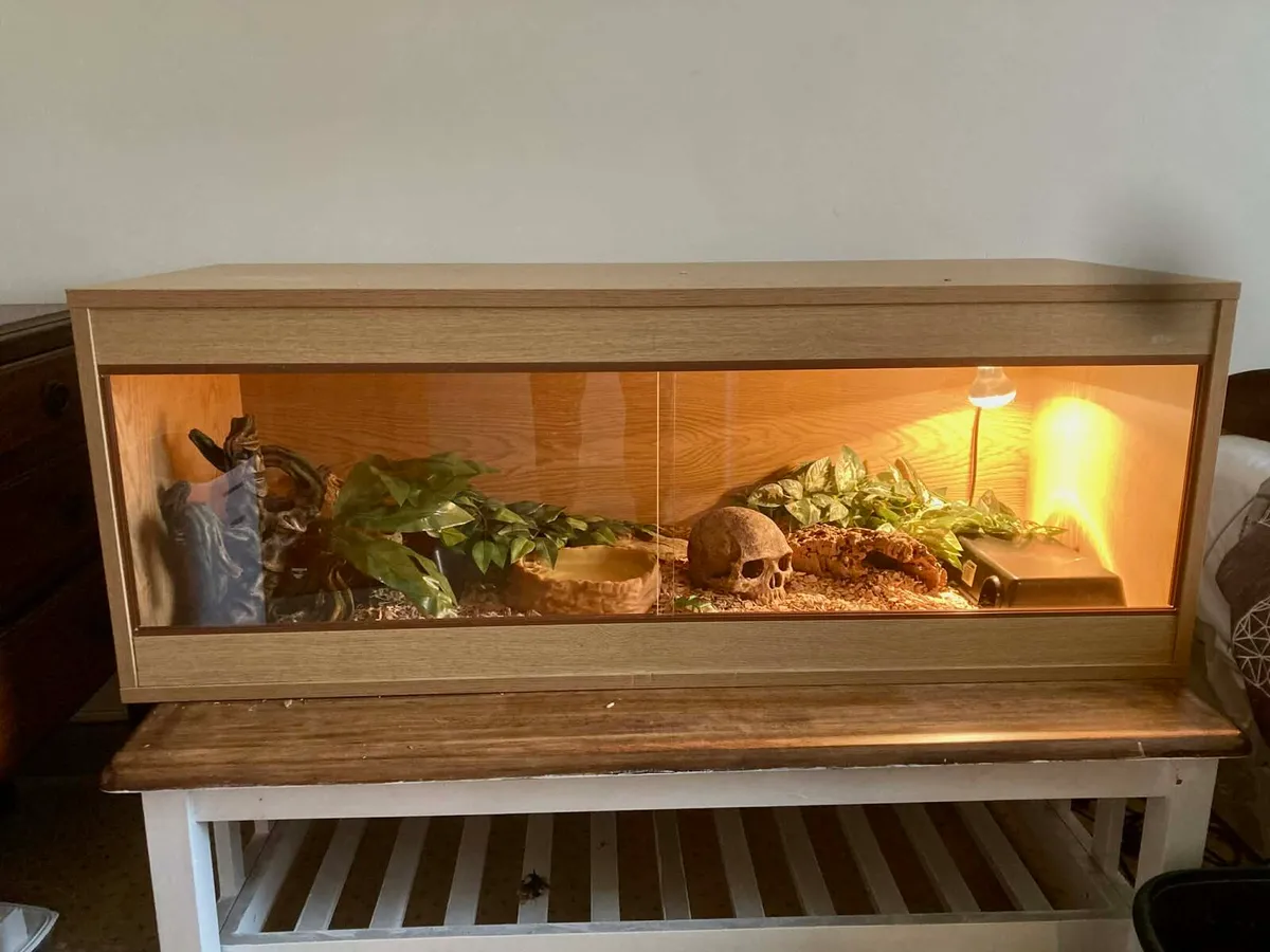 Caramel CornSnake - Image 4