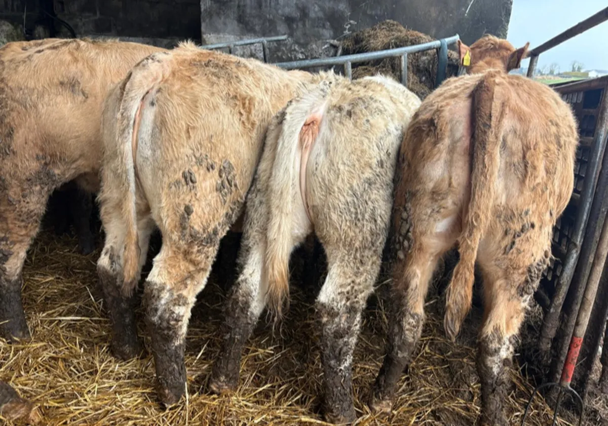 26 Heifer Weanlings - Image 1