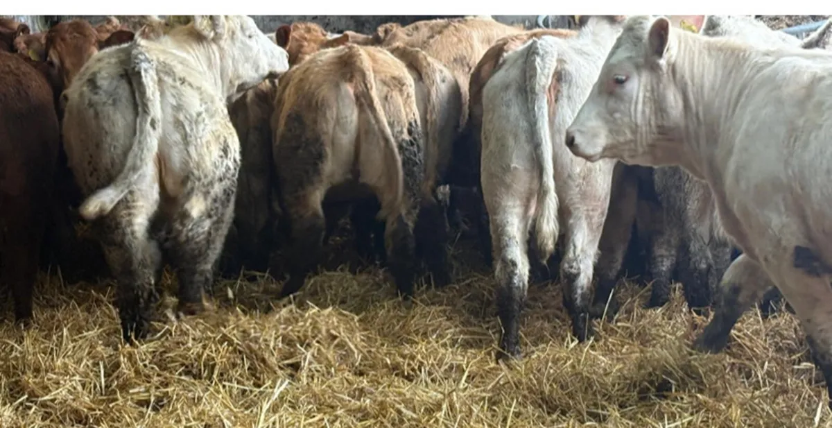 26 Heifer Weanlings - Image 3