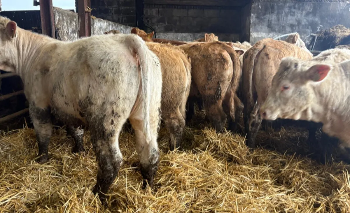 26 Heifer Weanlings - Image 2