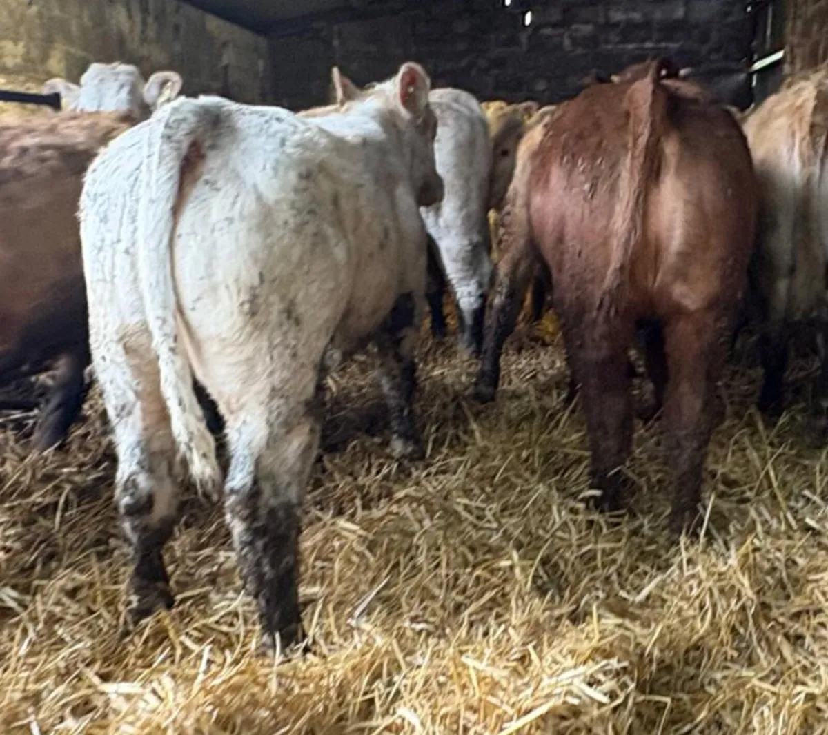 26 Heifer Weanlings - Image 4