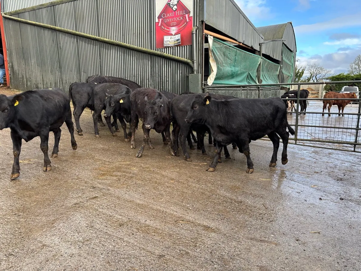 12 super 350 kg Angus heifers - Image 1
