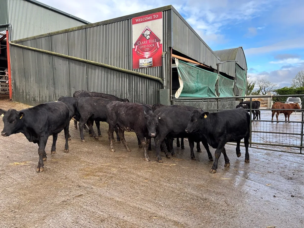 12 super 350 kg Angus heifers - Image 3