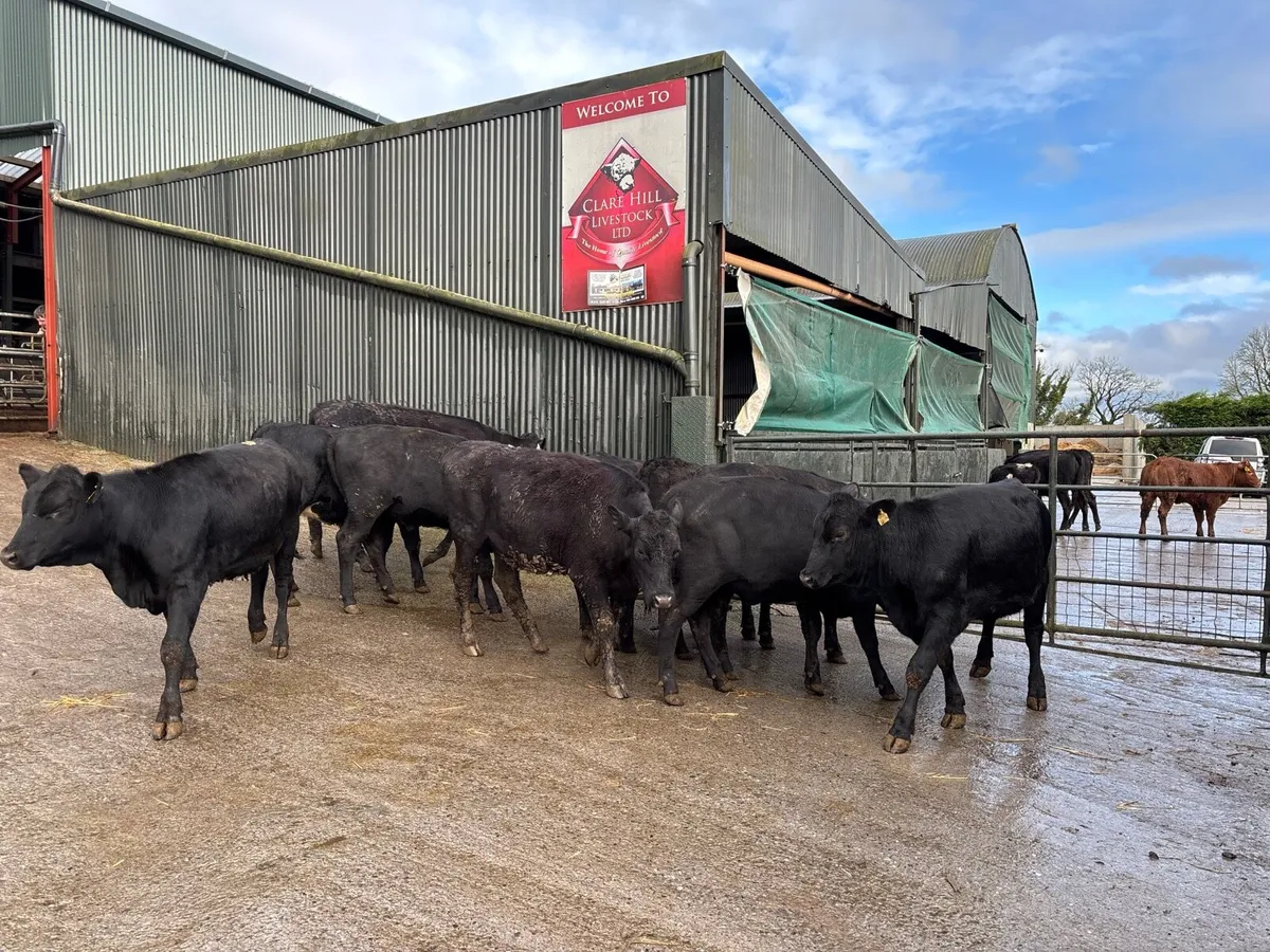 12 super 350 kg Angus heifers - Image 4