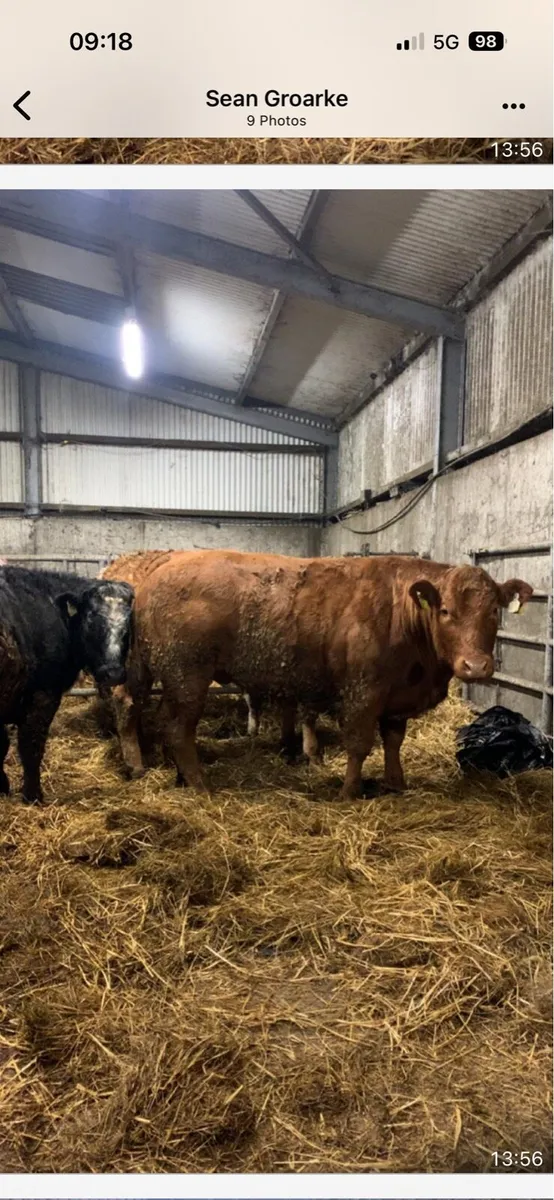 Super breeding heifer’s - Image 1