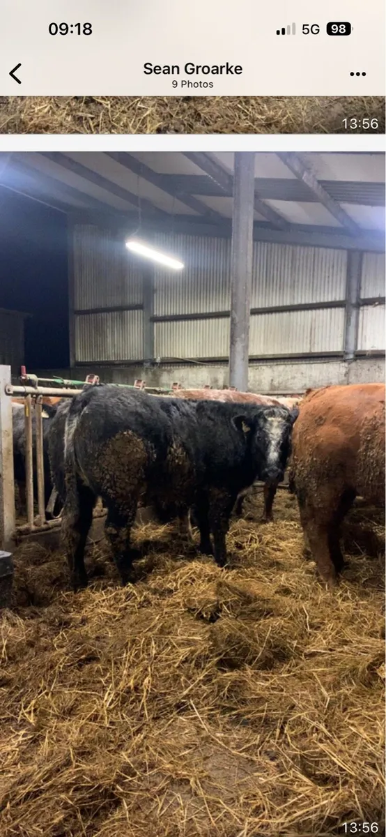 Super breeding heifer’s - Image 2