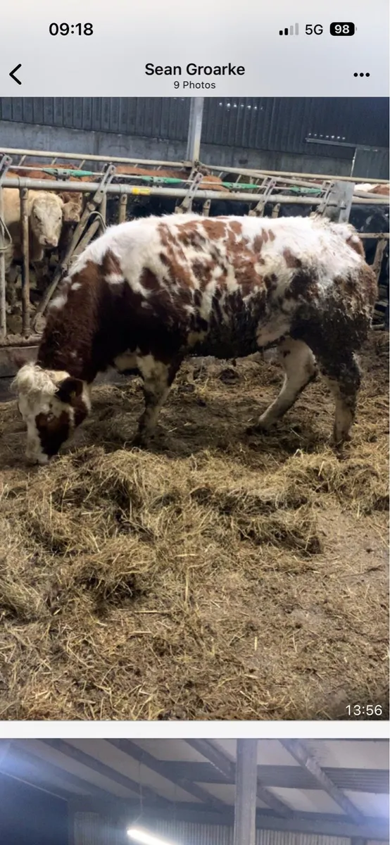 Super breeding heifer’s - Image 3
