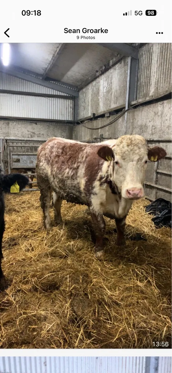 Super breeding heifer’s - Image 4