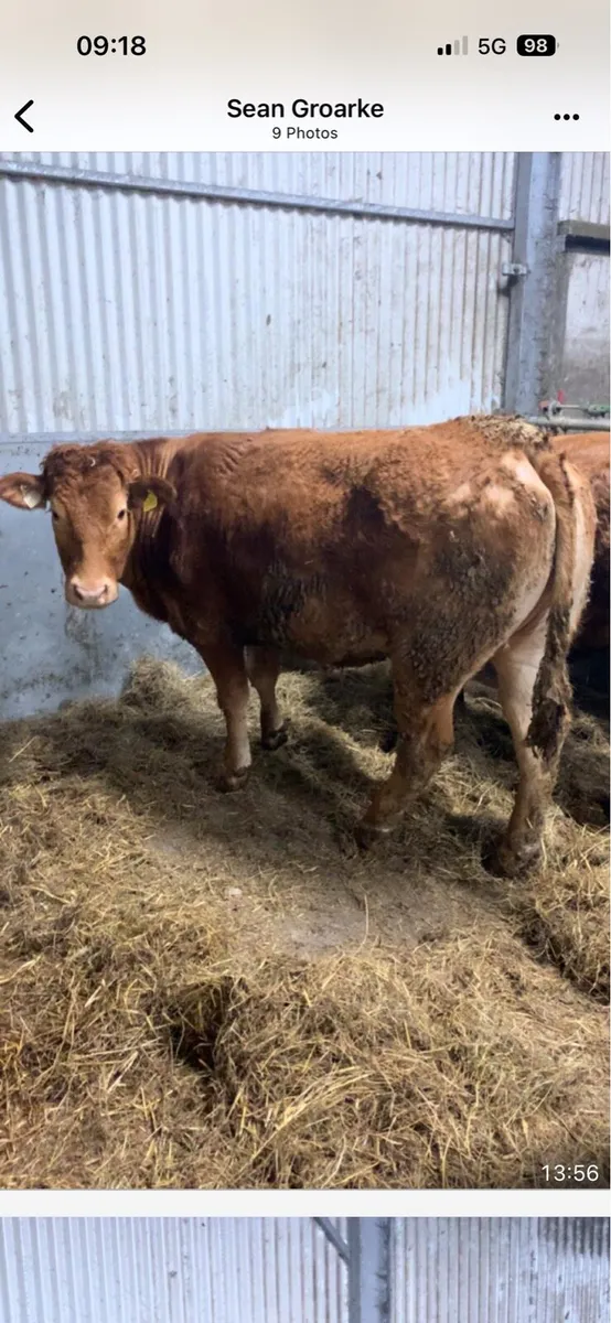 Super breeding heifer’s - Image 2