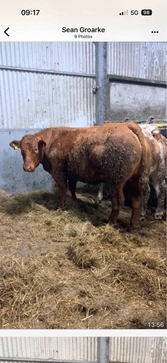 Super breeding heifer’s - Image 3