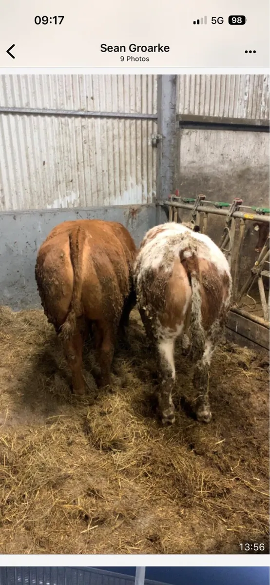 Super breeding heifer’s - Image 4