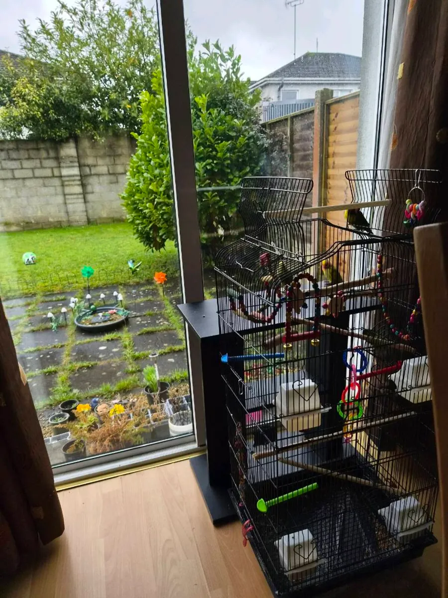 Lovebirds for sale 2 pairs - Image 2