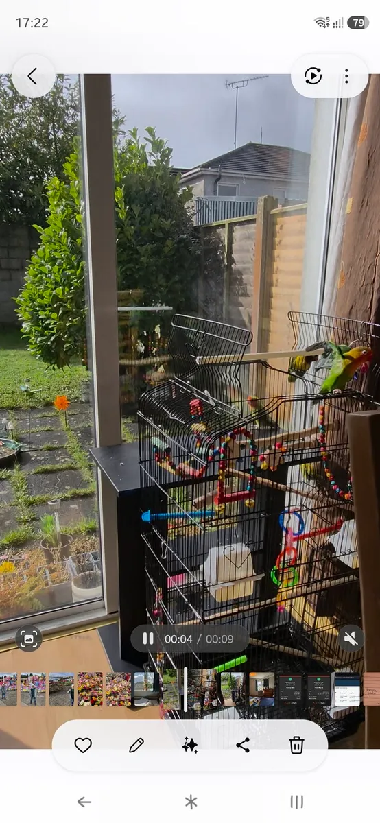 Lovebirds for sale 2 pairs - Image 1