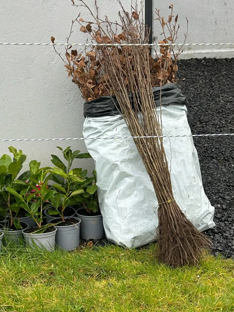 White thorn and laurel and Beech - Image 1