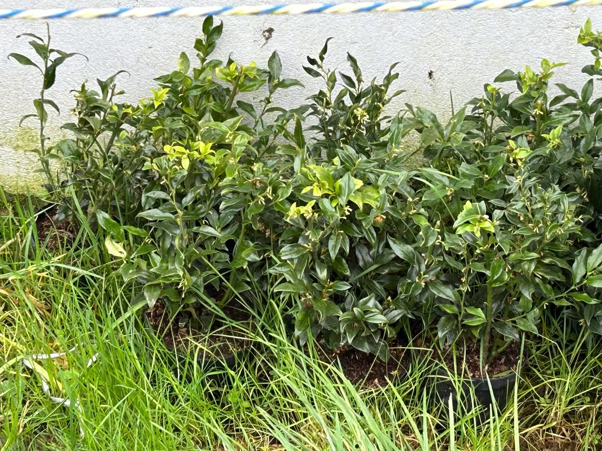 White thorn and laurel and Beech - Image 2