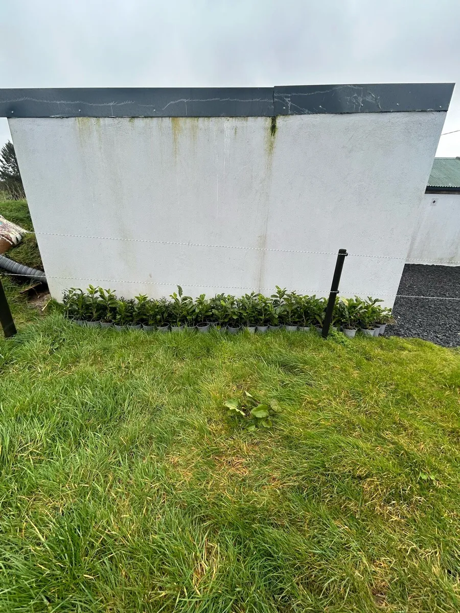 White thorn and laurel and Beech - Image 3