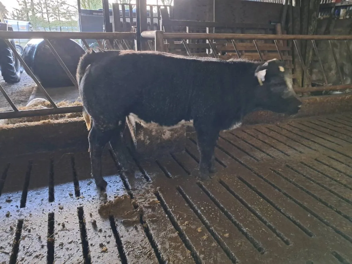 Weanling heifer - Image 4