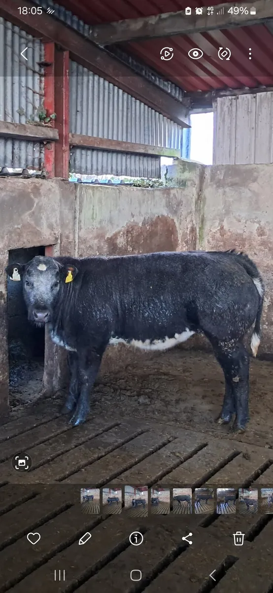Weanling heifer - Image 1