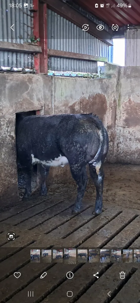 Weanling heifer - Image 2