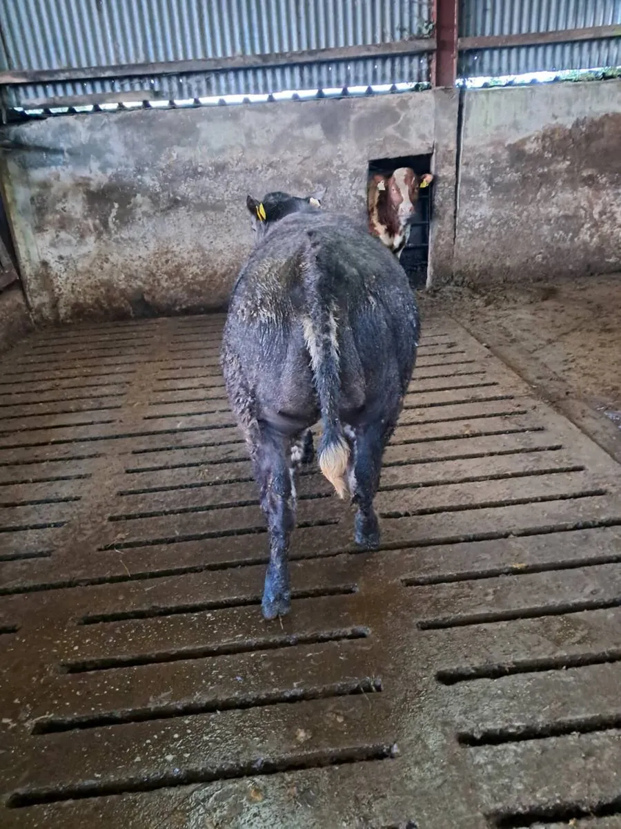 Weanling heifer - Image 3
