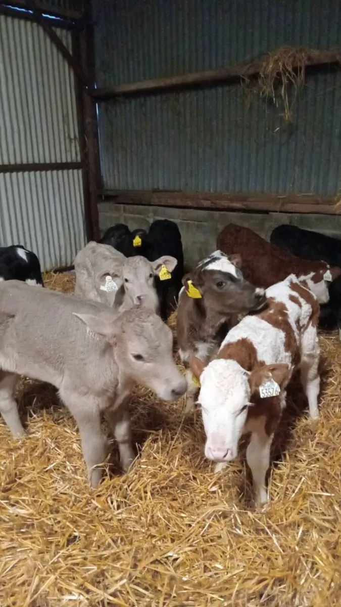 💥8 super smashing continental heifer calves💥 - Image 1
