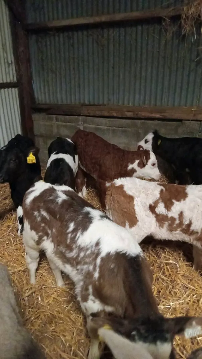 💥8 super smashing continental heifer calves💥 - Image 2
