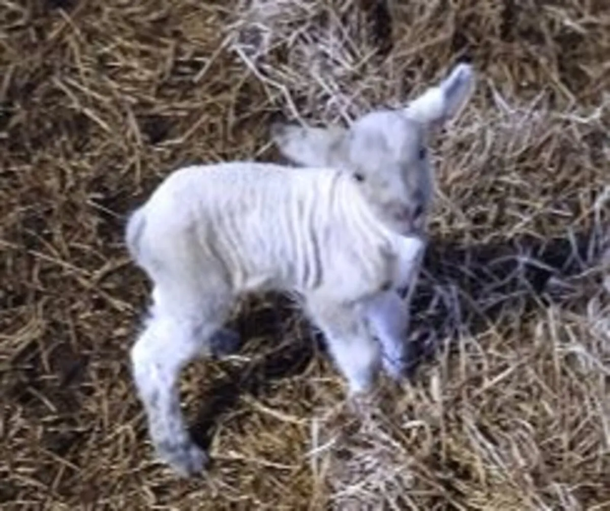 Foster Lamb for sale