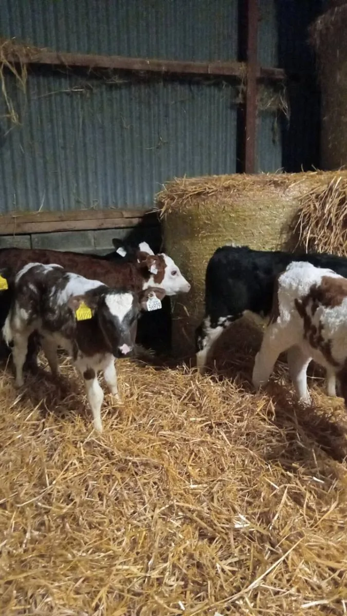 💥8 super smashing continental heifer calves💥 - Image 4