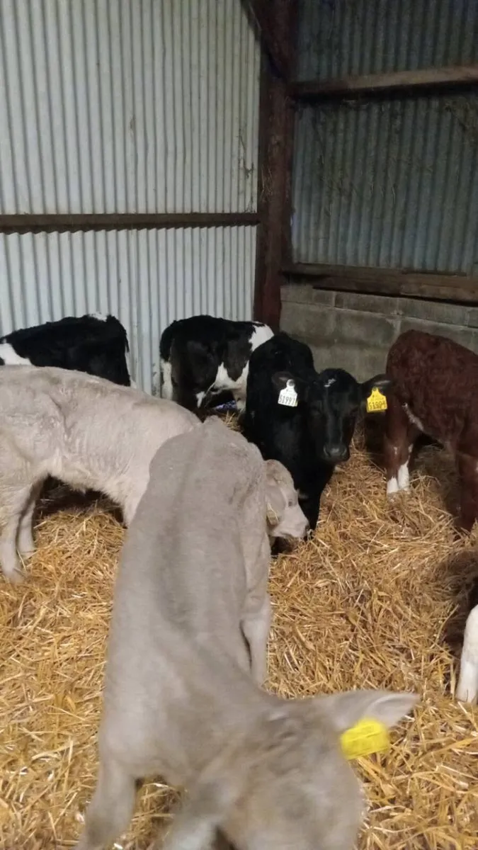 💥8 super smashing continental heifer calves💥 - Image 3
