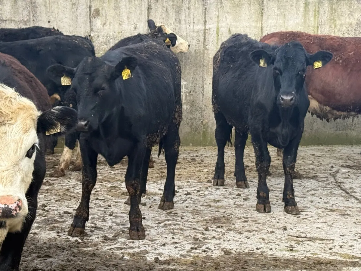 20 Hereford & Angus Heifers 330kgs - Image 4