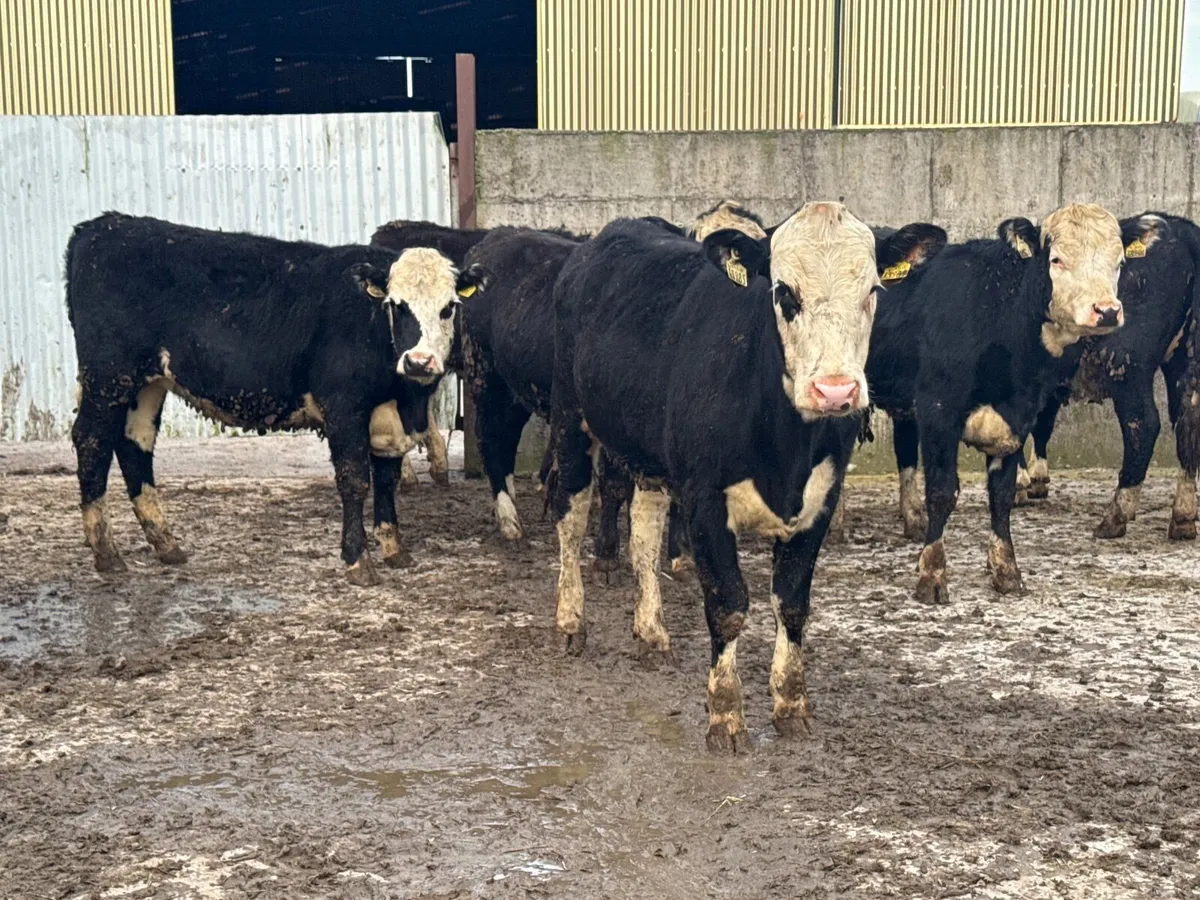 20 Hereford & Angus Heifers 330kgs - Image 1
